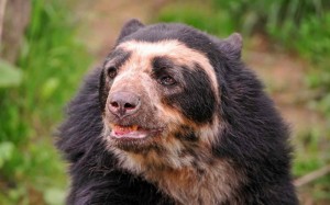 Create meme: spectacled bear funny, spectacled bear presentation, spectacled bear funny