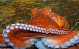 Create meme: aquarium, octopus, Octopus