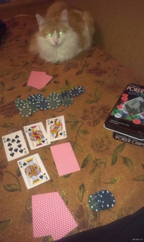 Создать мем: кот, кот с картами, коты играют в покер