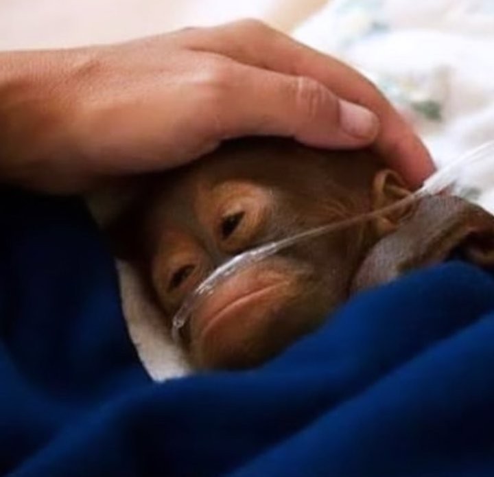 Create meme: The monkey is in the hospital, baby orangutan, monkey