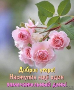 Create meme: beautiful flowers, flowers, Flowers