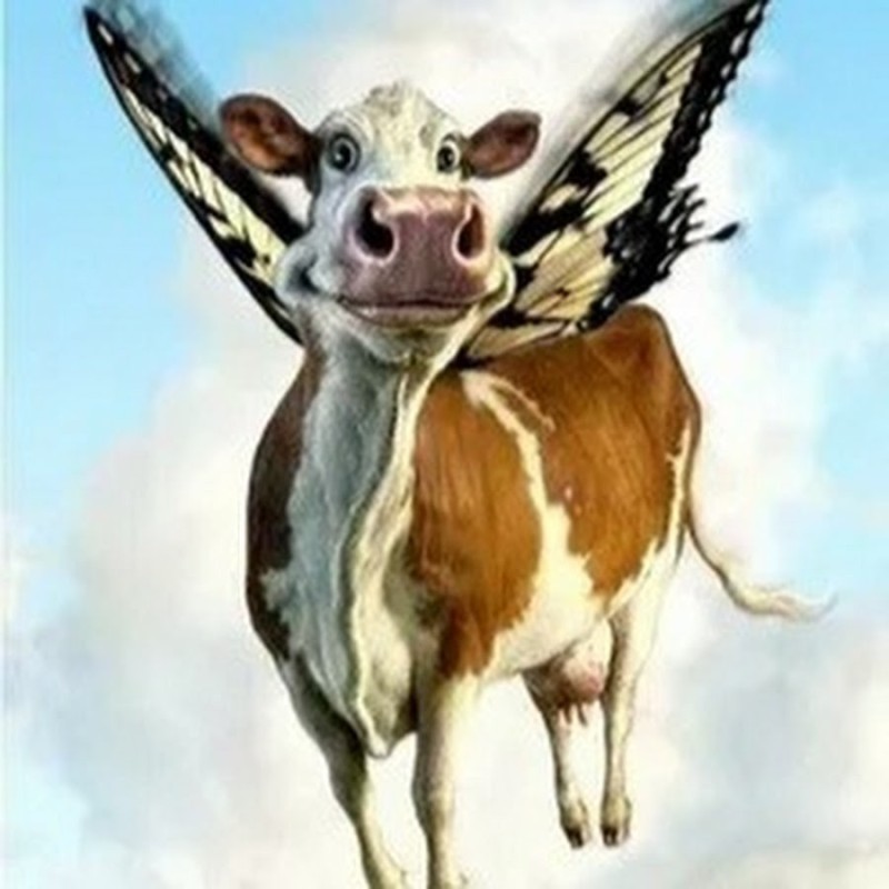 Create meme: funny cow, the cow is funny, cow with wings