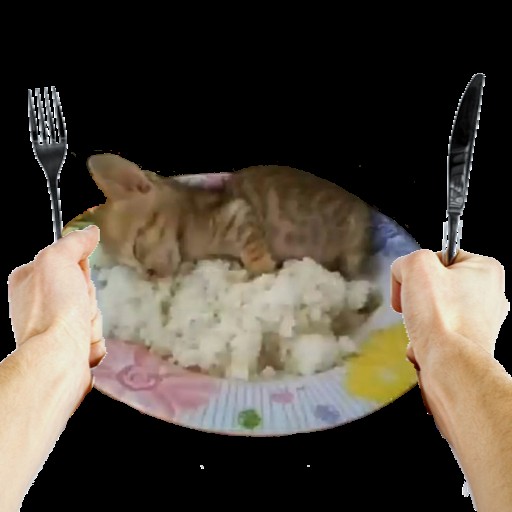 Create meme: the cat is having lunch, meme cat in sour cream, a cat in a bowl with milk