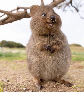 Create meme: quokka the happiest animal earth, quokka photos on your desktop, quokka (quokka)