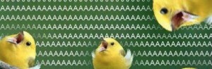 Create meme: parrot aaaaaaaa, Twitter, parrot aaaaaaa