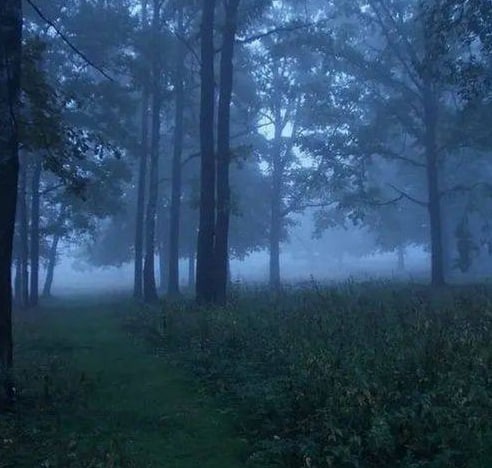 Create meme: forest , the landscape is gloomy, misty forest