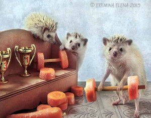 Create meme: hedgehog, Elena Eremina hedgehogs 2018, Elena Eremina hedgehogs