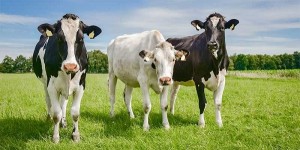 Create meme: cattle, cows on the meadow, photos cows on the farm