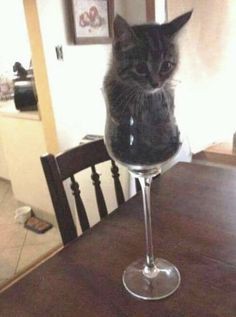 Create meme: cat , meme cat with a glass, cat with wine