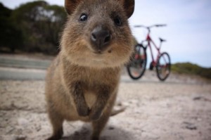 Create meme: western australia, the funniest animal in the world, animals