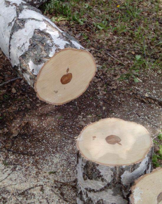 Create meme: birch cut, sawn birch, birch log