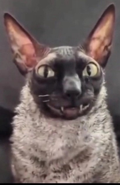 Create meme: cat funny , cat Cornish Rex, cat Cornish