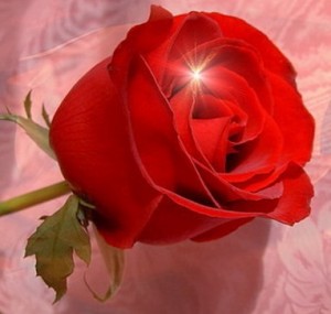 Create meme: Raushan, picture Gullar, roses