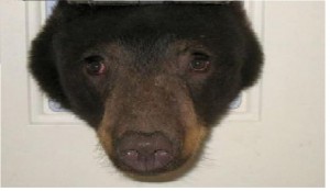 Create meme: bear, the bear became suspicious, Dog