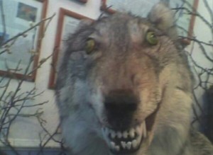 Create meme: wolf, uporotyh stuffed wolf, stuffed wolf meme