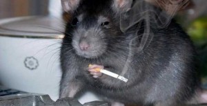 Create meme: rat with cigarette meme, rat rat, rat