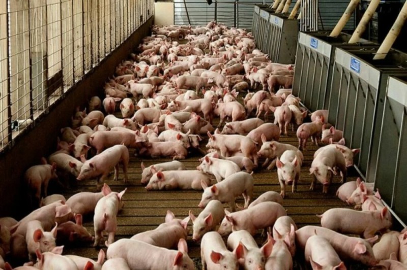 Create meme: home pig farm, lots of pigs, pig farm