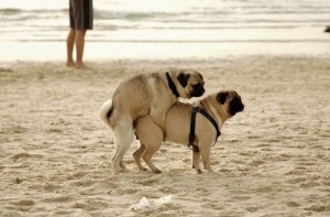 Create meme: pugs mate, pug