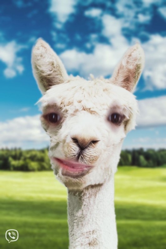 Create meme: cute alpacas, Lama Alpaca, Alpaca 