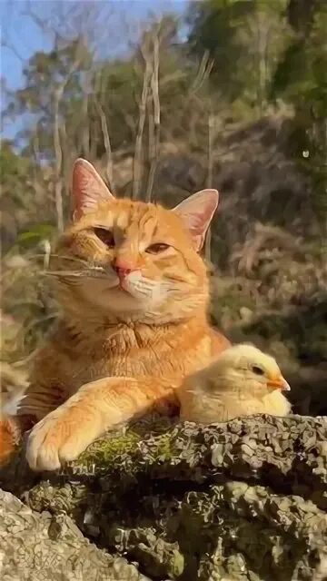 Create meme: seals , cats , orange cat