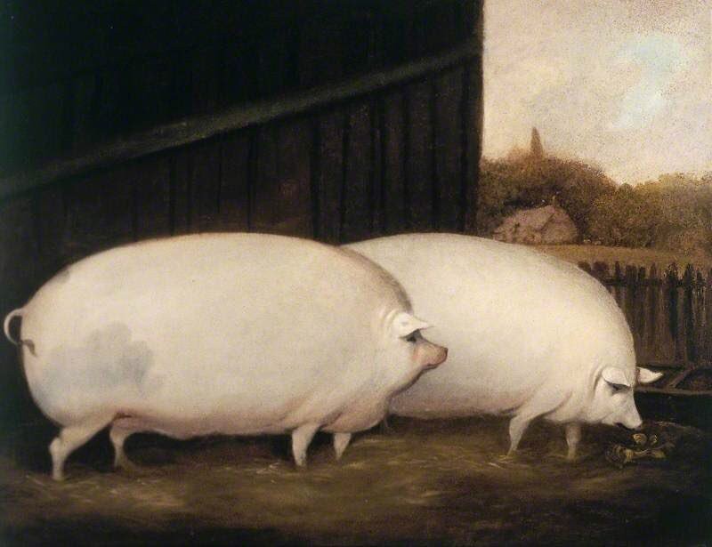 Create meme: breed of pigs, pig painting, fat pig