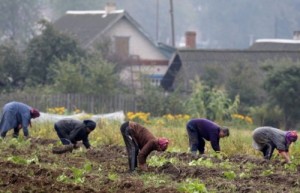 Create meme: in the world, to dig potatoes, kartoffelfest