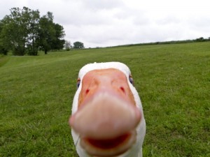 Create meme: funny photo, goose funny, goose cool