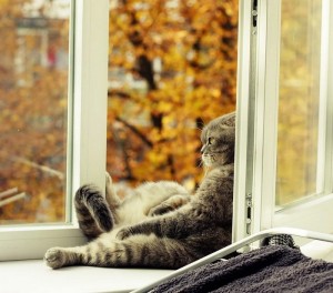 Create meme: Wallpaper kitten in the window, beautiful photo of a cat on the window, cat in the box picture