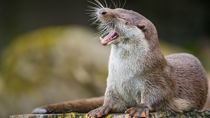 Create meme: animal otter, wild otter, river otter