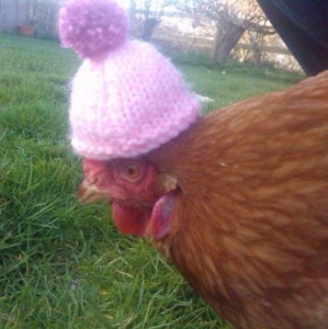 Create meme: memes about the chicken, meme chicken, hat cock