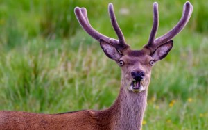 Create meme: the deer is smiling, red deer, deer