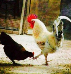 Create meme: roosters, cock kisses paw cock, funny pics of chickens and cocks