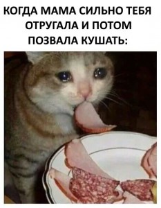 Create meme: funny cats, sad but delicious