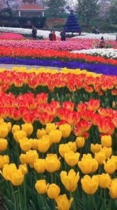 Create meme: field of tulips, tulips