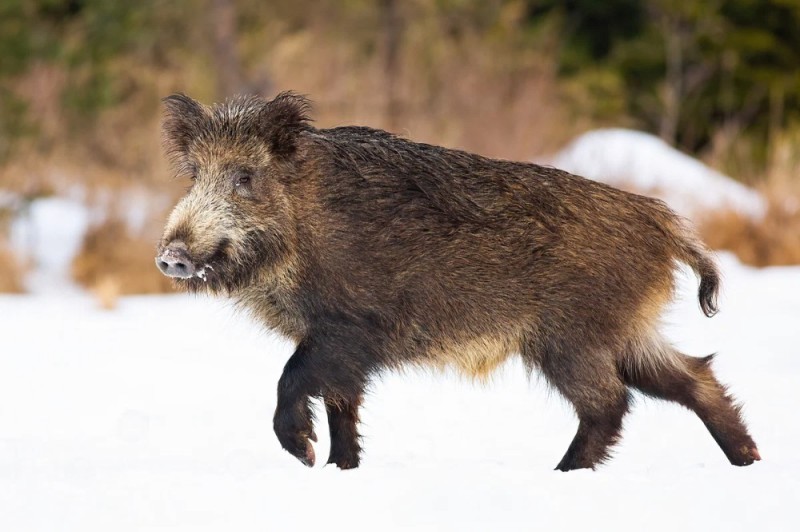 Create meme: wild boar , boar , boar cleaver in the forest