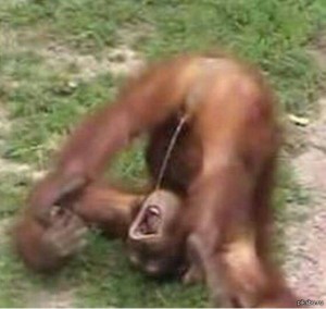 Создать мем: понос обезьяны, обезьяна жестко упала
