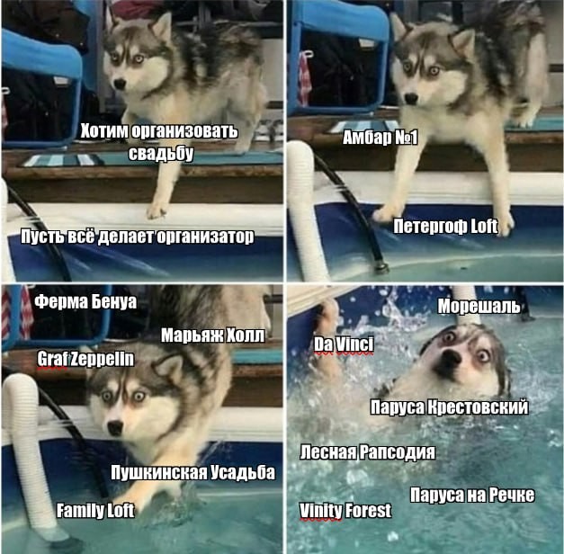 Create meme: husky memes, husky meme, dog in the pool meme