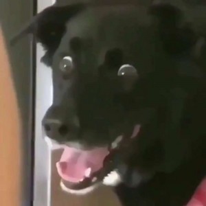 Create meme: a scared dog, scared dog, dog