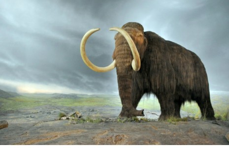 Create meme: mammoth, The breed of elephant is mammoth, mammoths in siberia