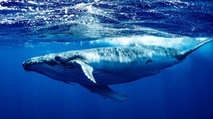 Create meme: global warming, humpback whale, the blue whale