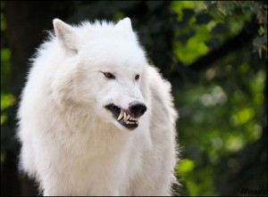 Create meme: photo of a white wolf with a grin, a huge white wolf, the white she-wolf evil