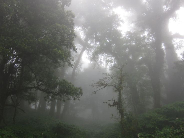 Create meme: nature fog, the jungle forest, fog in the rainforest