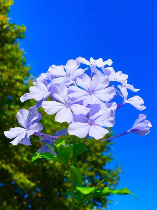 Create meme: blue lead plume, the lead is blue, Phlox paniculata Myosotis