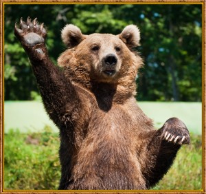 Создать мем: медведь привет, бурый медведь, веселый медведь