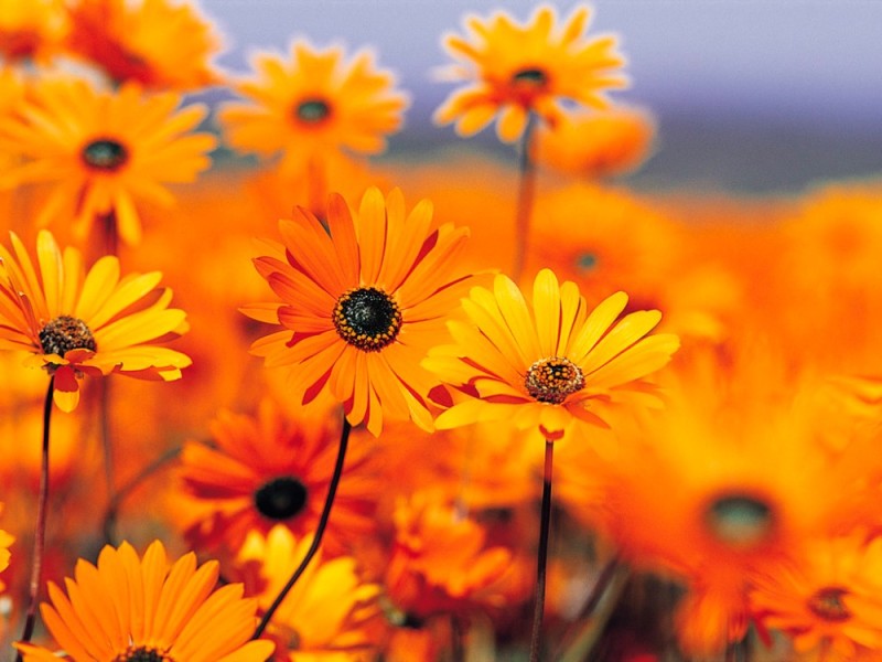 Создать мем: оранжевые цветочки, оранжевые летние цветы, поле желтых цветов