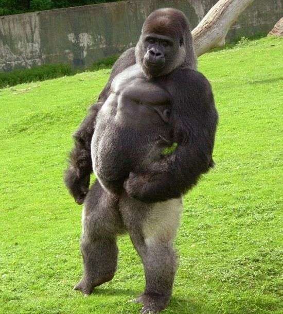 Create meme: gorilla male, Oh gorilla, the pumped-up gorilla