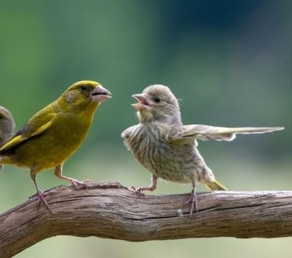 Create meme: Finalists of the comedy wildlife Photography Awards, the green bird is an ordinary chick, comedy wildlife photography awards 2023