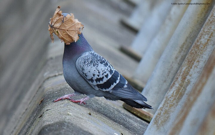 Create meme: a gray-winged dove, pigeons doves, pigeons birds