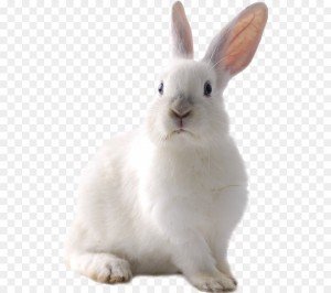 Создать мем: домашний кролик, кролик анфас, белый заяц на белом фоне