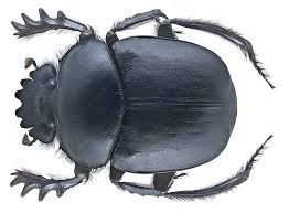 Create meme: the scarab , dung beetle, beetle 